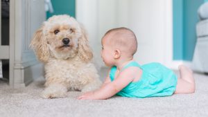 Pet stain and odor removal on area rugs Agoura Hills - Xtra Clean enzyme treatment